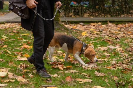 Hunting dog Beagle and his owner walking in the Parkの写真素材