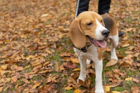 Hunting dog Beagle in the Park in autumn. Pet, puppyの写真素材