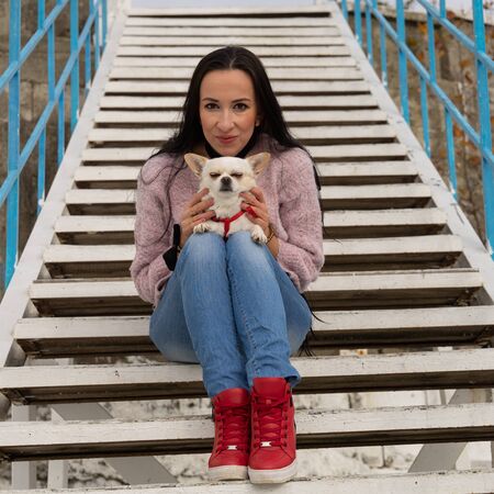 Companion puppy sitting in the hands of a girl. The love of a pet Chihuahua dog.の写真素材