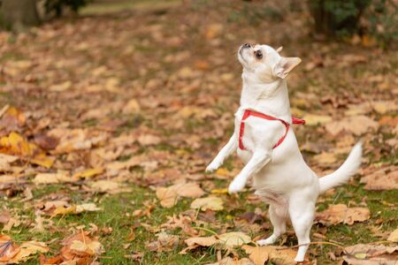 White Chihuahua puppy playing in the parkの写真素材