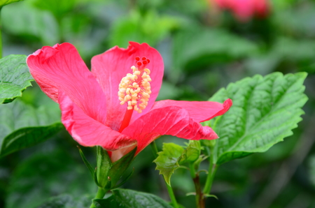 close up of hibiscusの写真素材