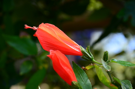Hibiscus budの写真素材