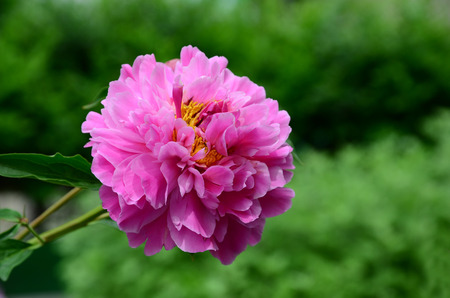 Peony flowersの写真素材