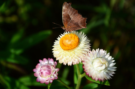 butterfly on Helichrysum bracteatumの写真素材