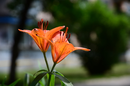 orange daylilyの写真素材