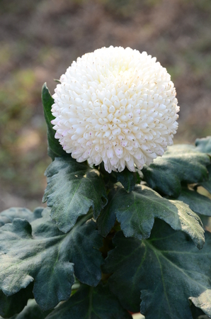 Dolomiaea saussureoidesの写真素材