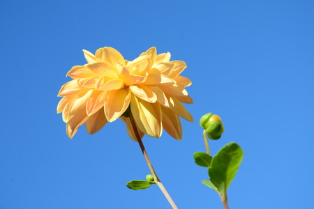Yellow dahliaの写真素材