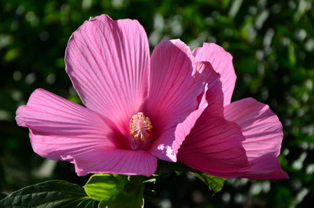 Shrub Althea Flowerの写真素材