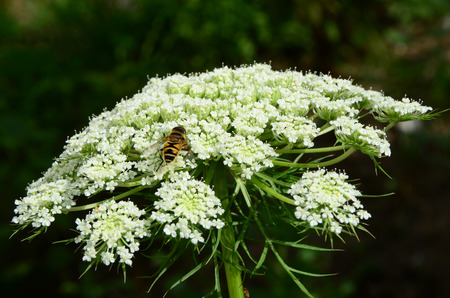 Bush flowerの写真素材
