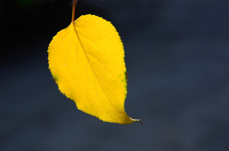 Yellow leavesの写真素材
