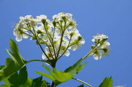 white flower