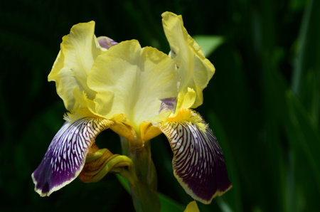 Iris