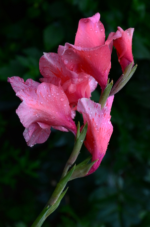 Pink flowerの写真素材