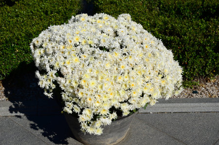 Chrysanthemum の写真素材