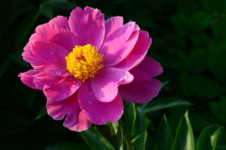  peony の写真素材