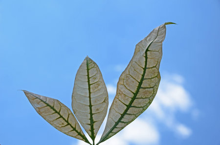 Withered leaves under the blue skyの写真素材
