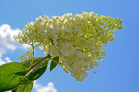 Lilacの写真素材