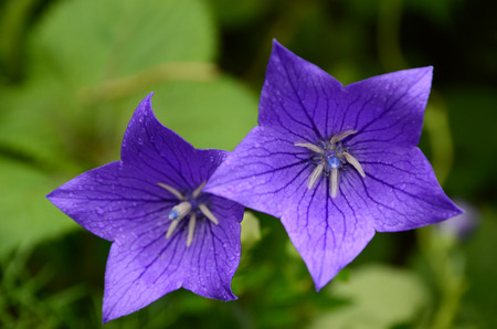 Purple flowerの写真素材