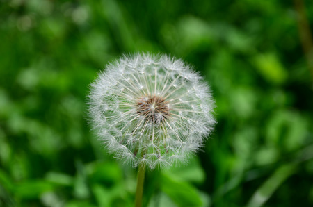Dandelionの写真素材