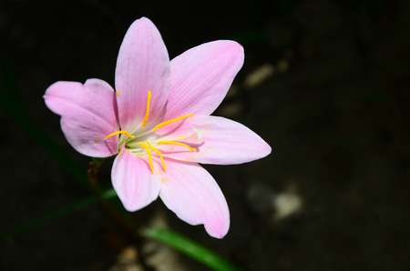 Rosepink Zephyr lilyの写真素材