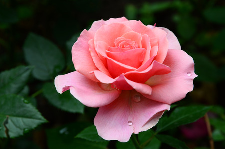 Pink roseの写真素材