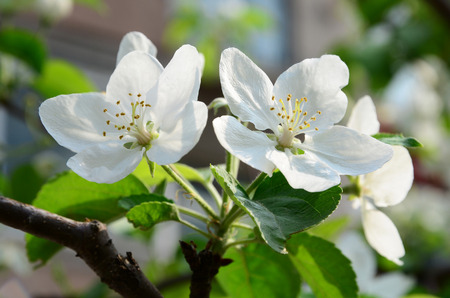 Pear flowersの写真素材
