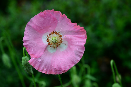 Pink poppyの写真素材