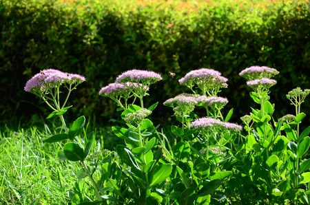 spiraea japonicaの写真素材