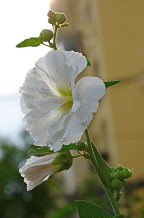 Althea Whiteの写真素材