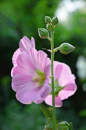 Altheaの写真素材