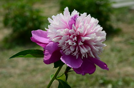 Peony の写真素材
