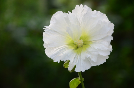 White Hollyhockの写真素材