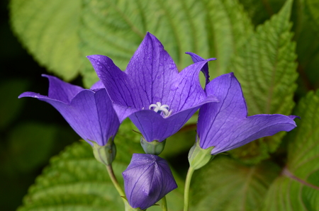 Purple bellflowerの写真素材