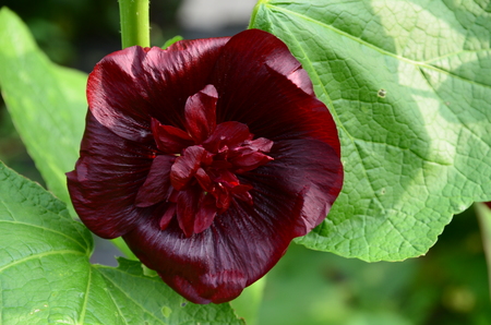 Red Hollyhock  の写真素材