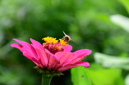 Zinniaの写真素材