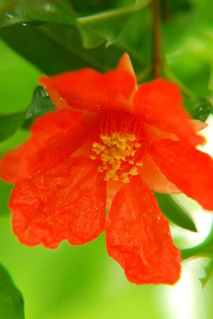 flowers, Pomegranate blossomの写真素材
