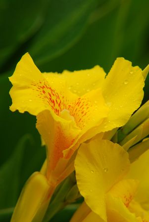 Canna, Canna flowersの写真素材