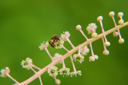  flower-tippedï¼beeの写真素材