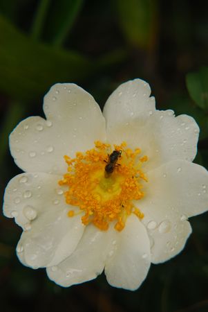 flowers, roseの写真素材