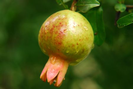 pomegranate の写真素材