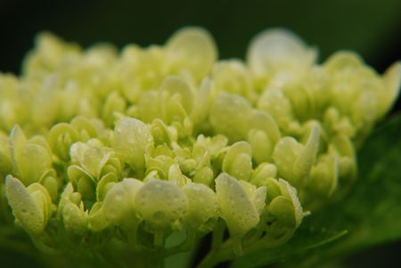 hydrangeaï¼dewの写真素材