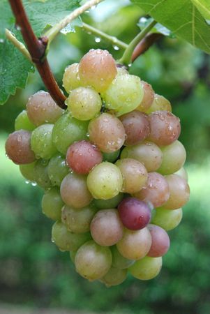 grapes, a string of vineyardsの写真素材