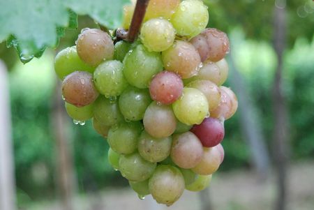 grapes, a string of vineyardsの写真素材
