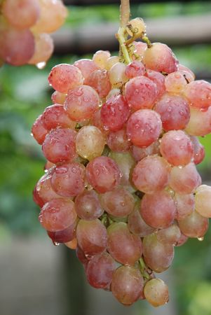 grapes, a string of vineyardsの写真素材