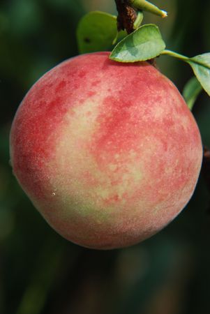 peach,Peach gardenの写真素材