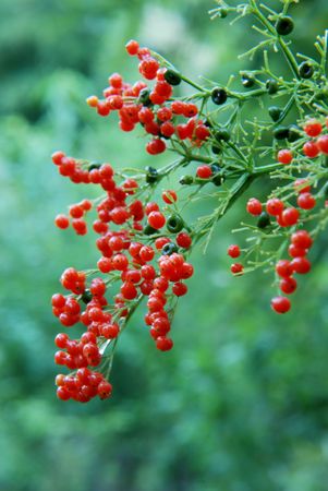red fruitの写真素材