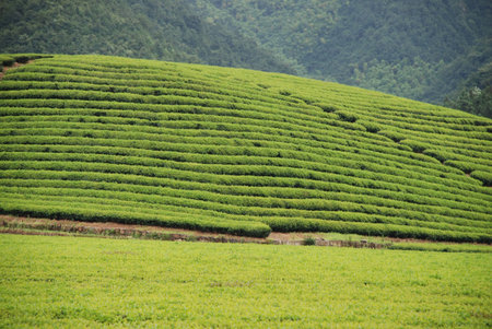 Tea plantationsï¼ŒTea garden