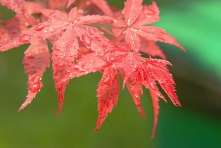 Maple leafの写真素材