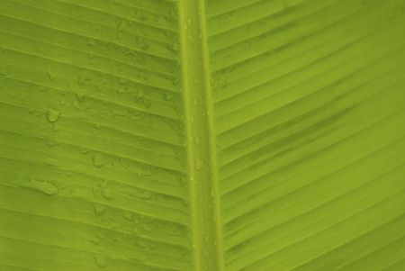green leaf の写真素材