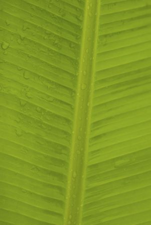 green leaf の写真素材